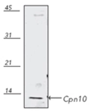 Western blot analysis of human HeLa (heat shocked) cell lysate,probed with Cpn10 (Hsp10) pAb.