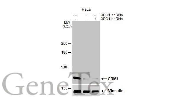 Non-transfected (–) and transfected (+) HeLa whole cell extracts (30 μg) were separated by 5% SDS-PAGE, and the membrane was blotted with CRM1 antibody (GTX135287) diluted at 1:5000. The HRP-conjugated anti-rabbit IgG antibody (GTX213110-01) was used to detect the primary antibody.