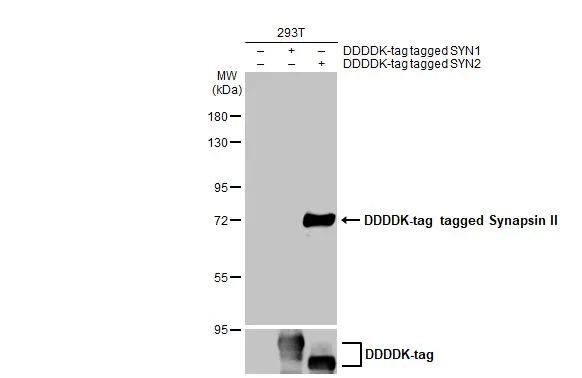 Synapsin II antibody