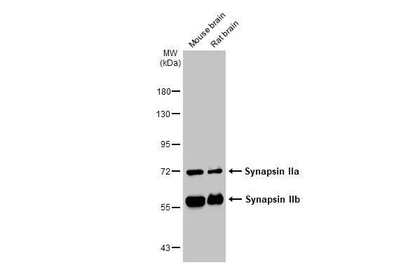 Synapsin II antibody