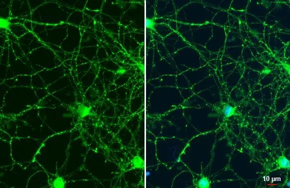 Synapsin II antibody