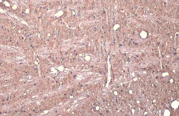 Synapsin II antibody
