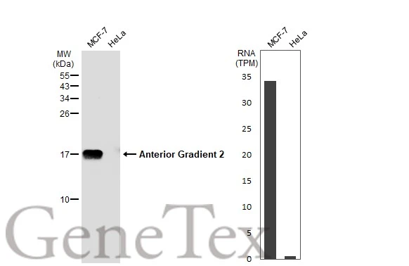 Anterior Gradient 2 antibody
