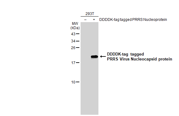 Non-transfected (-) and transfected (+) 293T whole cell extracts (30 microg) were separated by 15% SDS-PAGE, and the membrane was blotted with PRRS Virus Nucleocapsid protein antibody (GTX135352) diluted at 1:5000. The HRP-conjugated anti-rabbit IgG antibody (GTX213110-01) was used to detect the primary antibody.