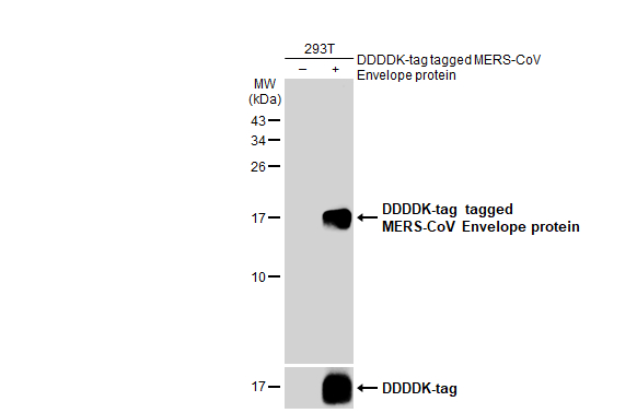 Non-transfected (-) and transfected (+) 293T whole cell extracts (30 microg) were separated by 15% SDS-PAGE, and the membrane was blotted with MERS-CoV Envelope protein antibody (GTX135370) diluted at 1:5000. The HRP-conjugated anti-rabbit IgG antibody (GTX213110-01) was used to detect the primary antibody.