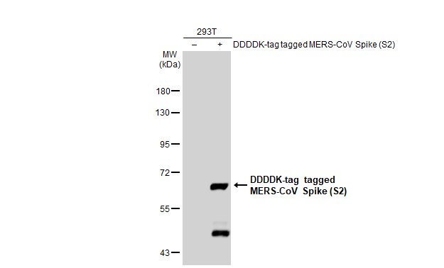 Non-transfected (-) and transfected (+) 293T whole cell extracts (30 microg) were separated by 7.5% SDS-PAGE, and the membrane was blotted with MERS-CoV Spike (S2) antibody (GTX135381) diluted at 1:12000. The HRP-conjugated anti-rabbit IgG antibody (GTX213110-01) was used to detect the primary antibody.