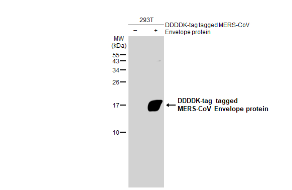 Non-transfected (-) and transfected (+) 293T whole cell extracts (30 microg) were separated by 15% SDS-PAGE, and the membrane was blotted with MERS-CoV Envelope protein antibody (GTX135382) diluted at 1:5000. The HRP-conjugated anti-rabbit IgG antibody (GTX213110-01) was used to detect the primary antibody.