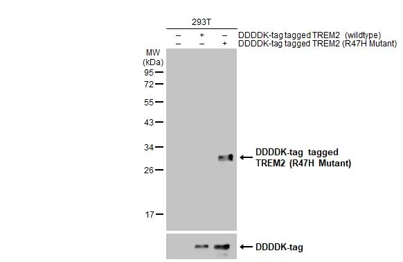 TREM2 (R47H Mutant) antibody