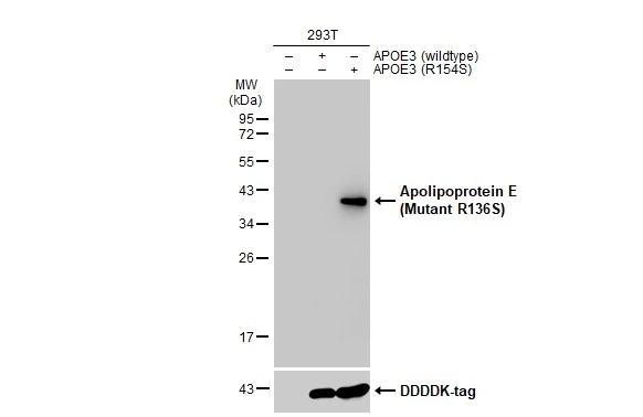 Non-transfected (–) and transfected (+) 293T whole cell extracts (30 μg) were separated by 12% SDS-PAGE, and the membrane was blotted with Apolipoprotein E (Mutant R136S) antibody (GTX135410) diluted at 1:1000. The HRP-conjugated anti-rabbit IgG antibody (GTX213110-01) was used to detect the primary antibody.