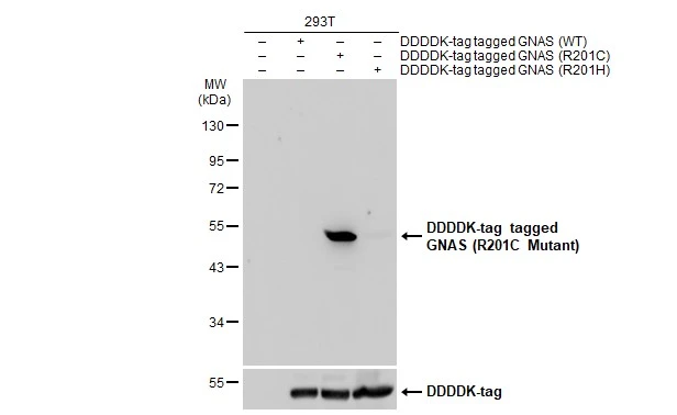 GNAS (R201C Mutant) antibody