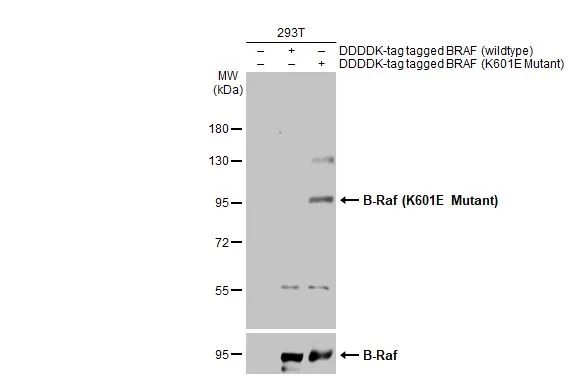Non-transfected (–) and transfected (+) 293T whole cell extracts (30 μg) were separated by 7.5% SDS-PAGE, and the membrane was blotted with B-Raf (K601E Mutant) antibody (GTX135414) diluted at 1:500. The HRP-conjugated anti-rabbit IgG antibody (GTX213110-01) was used to detect the primary antibody. Non-transfected (–) and transfected (+) 293T whole cell extracts (30 μg) were separated by 7.5% SDS-PAGE, and the membrane was blotted with B-Raf (K601E Mutant) antibody (GTX135414) diluted at 1:500. The HRP-conjugated anti-rabbit IgG antibody (GTX213110-01) was used to detect the primary antibody.
