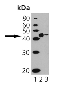 Western blot analysis of CD40: Lane 1: MWM Lane 2: ESK4 cell lysate Lane 3: Molt 4 cell lysate.