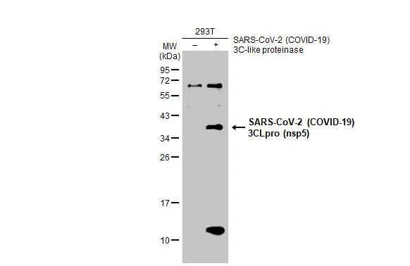 Non-transfected (-) and transfected (+) 293T whole cell extracts (30 microg) were separated by 12% SDS-PAGE, and the membrane was blotted with SARS-CoV-2 (COVID-19) 3CLpro (nsp5) antibody (GTX135470) diluted at 1:5000. The HRP-conjugated anti-rabbit IgG antibody (GTX213110-01) was used to detect the primary antibody.