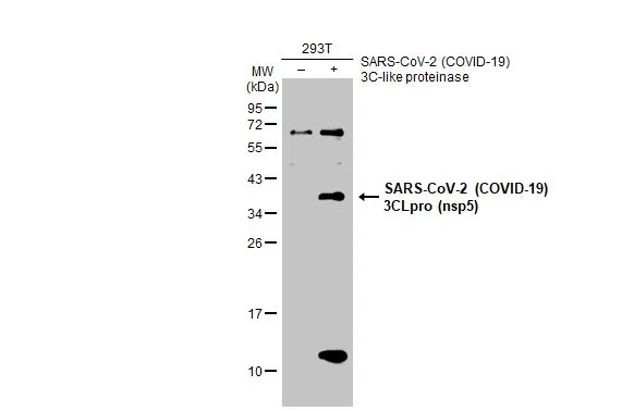 Non-transfected (–) and transfected (+) 293T whole cell extracts (30 μg) were separated by 12% SDS-PAGE, and the membrane was blotted with SARS-CoV-2 (COVID-19) 3CLpro (nsp5) antibody (GTX135470) diluted at 1:5000. The HRP-conjugated anti-rabbit IgG antibody (GTX213110-01) was used to detect the primary antibody.