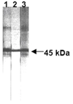 Western blot analysis of human Fas expression in human Fas transfected cells  Lane 1: anti-human Fas (ZB4) Lane 2: anti-human Fas (UB2)  Lane 3: anti-human Fas (CH11).