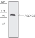 Western blot analysis of bovine brain tissue extract, probed with PSD-95, mAb (7E3-1B8). Western blot analysis of bovine brain tissue extract, probed with PSD-95, mAb (7E3-1B8).