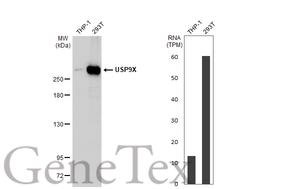 Various whole cell extracts (30 μg) were separated by 5% SDS-PAGE, and the membrane was blotted with USP9X antibody (GTX135634) diluted at 1:5000. The HRP-conjugated anti-rabbit IgG antibody (GTX213110-01) was used to detect the primary antibody. Corresponding RNA expression data for the same cell lines are based on Human Protein Atlas program.