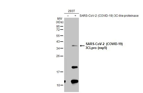 Non-transfected (-) and transfected (+) 293T whole cell extracts (30 microg) were separated by 12% SDS-PAGE, and the membrane was blotted with SARS-CoV-2 (COVID-19) 3CLpro (nsp5) antibody (GTX135648) diluted at 1:1000. The HRP-conjugated anti-rabbit IgG antibody (GTX213110-01) was used to detect the primary antibody.