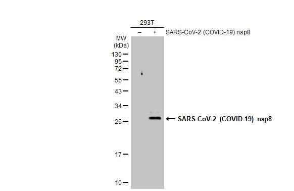 Non-transfected (-) and transfected (+) 293T whole cell extracts (30 microg) were separated by 12% SDS-PAGE, and the membrane was blotted with SARS-CoV-2 (COVID-19) nsp8 antibody (GTX135729) diluted at 1:5000. The HRP-conjugated anti-rabbit IgG antibody (GTX213110-01) was used to detect the primary antibody.