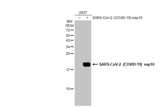 Non-transfected (!V) and transfected (+) 293T whole cell extracts (30 microg) were separated by 15% SDS-PAGE, and the membrane was blotted with SARS-CoV-2 (COVID-19) nsp10 antibody (GTX135733) diluted at 1:5000. The HRP-conjugated anti-rabbit IgG antibody (GTX