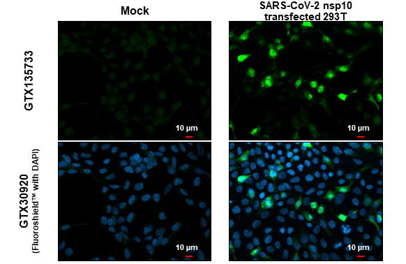 SARS-CoV-2 (COVID-19) nsp10 antibody detects SARS-CoV-2 (COVID-19) nsp10 protein at cytoplasm by immunofluorescent analysis. Sample: Mock and transfected transfected 293T cells were fixed in 4% paraformaldehyde at RT for 15 min. Green: SARS-CoV-2 (COVID-19) nsp10 stained by SARS-CoV-2 (COVID-19) nsp10 antibody (GTX135733) diluted at 1:2000.
