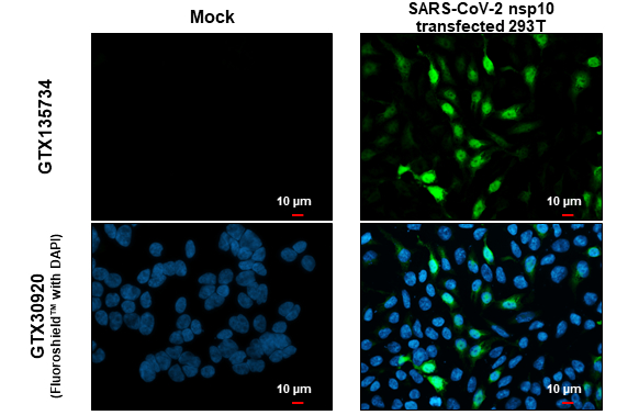 SARS-CoV-2 (COVID-19) nsp10 antibody detects SARS-CoV-2 (COVID-19) nsp10 protein at cytoplasm by immunofluorescent analysis. Sample: Mock and transfected transfected 293T cells were fixed in 4% paraformaldehyde at RT for 15 min. Green: SARS-CoV-2 (COVID-19) nsp10 stained by SARS-CoV-2 (COVID-19) nsp10 antibody (GTX135734) diluted at 1:2000.