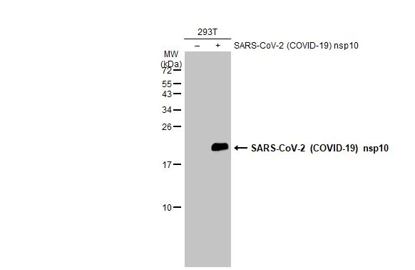 Non-transfected (-) and transfected (+) 293T whole cell extracts (30 microg) were separated by 15% SDS-PAGE, and the membrane was blotted with SARS-CoV-2 (COVID-19) nsp10 antibody (GTX135734) diluted at 1:5000. The HRP-conjugated anti-rabbit IgG antibody (GTX213110-01) was used to detect the primary antibody.