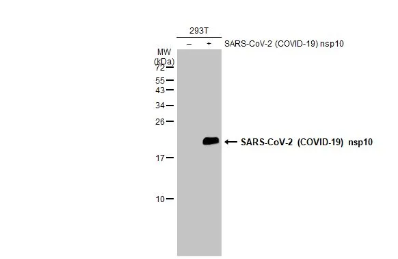 Non-transfected (–) and transfected (+) 293T whole cell extracts (30 μg) were separated by 15% SDS-PAGE, and the membrane was blotted with SARS-CoV-2 (COVID-19) nsp10 antibody (GTX135734) diluted at 1:5000. The HRP-conjugated anti-rabbit IgG antibody (GTX213110-01) was used to detect the primary antibody.