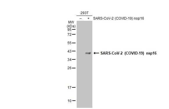 SARS-CoV-2 (COVID-19) nsp16 antibody