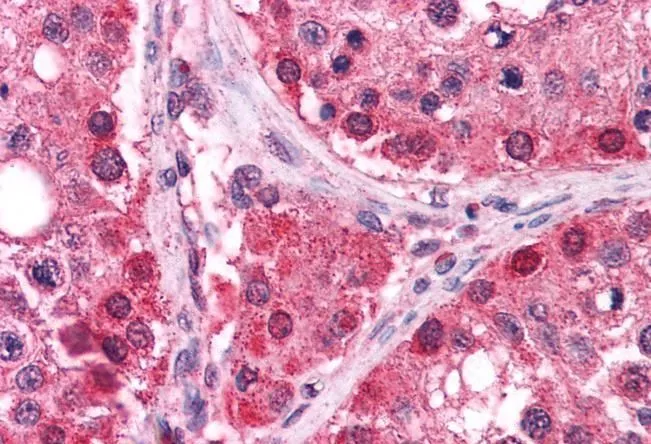 IHC-P analysis of human testis using GTX13574 TrxR1 antibody, C-term. Antigen retrieval : citrate buffer pH 6 Dilution : 2.5microg/ml