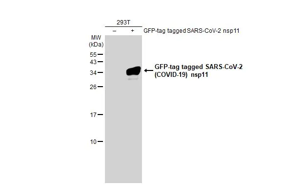 Non-transfected (-) and transfected (+) 293T whole cell extracts (30 microg) were separated by 15% SDS-PAGE, and the membrane was blotted with SARS-CoV-2 (COVID-19) nsp11 antibody (GTX135742) diluted at 1:5000. The HRP-conjugated anti-rabbit IgG antibody (GTX213110-01) was used to detect the primary antibody.