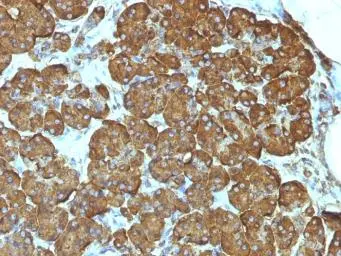 IHC-P analysis of human pancreas tissue using GTX13575 Cytochrome C antibody [7H8.2C12].