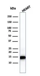 WB analysis of heart tissue lysate using GTX13575 Cytochrome C antibody [7H8.2C12].
