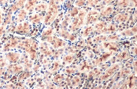 SLC17A3 antibody detects SLC17A3 protein at cytoplasm and nucleus by immunohistochemical analysis. Sample: Paraffin-embedded mouse kidney. SLC17A3 stained by SLC17A3 antibody (GTX135781) diluted at 1:500. Antigen Retrieval: Citrate buffer, pH 6.0, 15 min