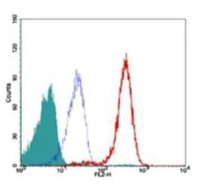 FACS (Intracellular staining) analysis of Jurkat cells using GTX13579 TRF2 antibody [4A794.15]. Red : Primary antibody Blue : isotype control Shaded histogram : Cells only control