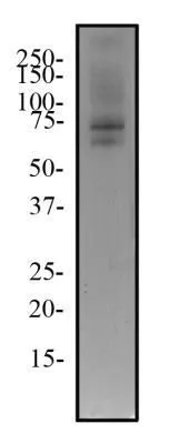 WB analysis of 3T3 cell lysate using GTX13579 TRF2 antibody [4A794.15]. Dilution : 2 ug/ml
