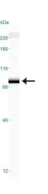 WB analysis of HeLa cell lysate using GTX13579 TRF2 antibody [4A794.15].