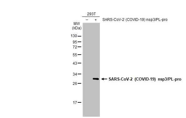 Non-transfected (-) and transfected (+) 293T whole cell extracts (30 microg) were separated by 12% SDS-PAGE, and the membrane was blotted with SARS-CoV-2 (COVID-19) nsp3/PL-pro antibody (GTX135796) diluted at 1:5000. The HRP-conjugated anti-rabbit IgG antibody (GTX213110-01) was used to detect the primary antibody.