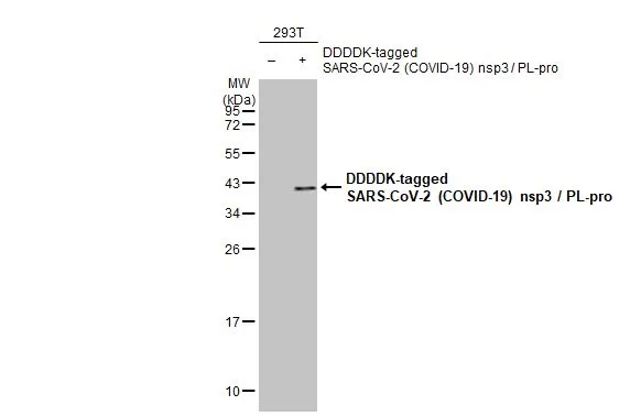 Non-transfected (–) and transfected (+) 293T whole cell extracts (30 μg) were separated by 12% SDS-PAGE, and the membrane was blotted with SARS-CoV-2 (COVID-19) nsp3 / PL-pro antibody (GTX135796) diluted at 1:5000. The HRP-conjugated anti-rabbit IgG antibody (GTX213110-01) was used to detect the primary antibody.
