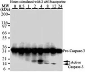 WB analysis of 2mM staurosporine treated HeLa cell lysate using GTX13585 Caspase 3 antibody [31A1067].
