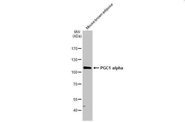Mouse tissue extract (50 μg) was separated by 7.5% SDS-PAGE, and the membrane was blotted with PGC1 alpha antibody (GTX135859) diluted at 1:1000. The HRP-conjugated anti-rabbit IgG antibody (GTX213110-01) was used to detect the primary antibody.