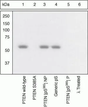 WB (peptide competition) analysis of HEK293 cells transiently transfected with WT PTEN (Lane 1, 3-6) or mutant S385A (Lane 2) using GTX13590 PTEN (phospho Ser385) antibody prior incubated with the non-phosphopeptide corresponding to the immunogen (Lane 3), a generic phosphoserine-containing peptide (Lane 4), or the phosphopeptide immunogen (Lane 5). The data show that only the immunogen phosphopeptide blocks the signal, demonstrating the specificity of the antibody. The membrane treated with phosphatase (Lane 6) eliminates the signal further verifying that the antibody is phospho-specific. WB (peptide competition) analysis of HEK293 cells transiently transfected with WT PTEN (Lane 1, 3-6) or mutant S385A (Lane 2) using GTX13590 PTEN (phospho Ser385) antibody prior incubated with the non-phosphopeptide corresponding to the immunogen (Lane 3), a generic phosphoserine-containing peptide (Lane 4), or the phosphopeptide immunogen (Lane 5). The data show that only the immunogen phosphopeptide blocks the signal, demonstrating the specificity of the antibody. The membrane treated with phosphatase (Lane 6) eliminates the signal further verifying that the antibody is phospho-specific.