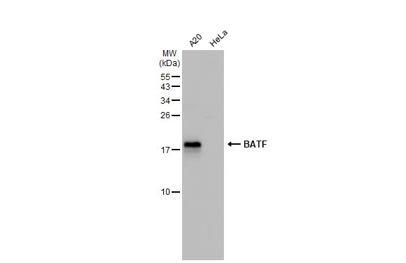 Various whole cell extracts (30 microg) were separated by 15% SDS-PAGE, and the membrane was blotted with BATF antibody (GTX135928) diluted at 1:1000. The HRP-conjugated anti-rabbit IgG antibody (GTX213110-01) was used to detect the primary antibody.