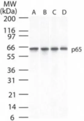 WB analysis of (A) Ramos, B) Daudi, C) HeLa and D) NIH 3T3 cell lysates using GTX13594 NFkB p65 antibody [112A1021]. Loading : 30microg Dilution : 2 microg/ml