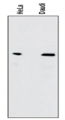 WB analysis of Daudi, HeLa cell lysates using GTX13594 NFkB p65 antibody [112A1021]. Dilution : 1 microg/ml