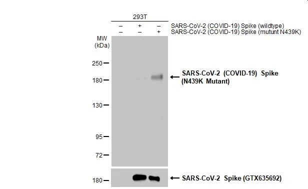 Non-transfected (-) and transfected (+) 293T whole cell extracts (30 microg) were separated by 5% SDS-PAGE, and the membrane was blotted with SARS-CoV-2 (COVID-19) Spike (N439K Mutant) antibody (GTX135961) diluted at 1:5000. The HRP-conjugated anti-rabbit IgG antibody (GTX213110-01) was used to detect the primary antibody.