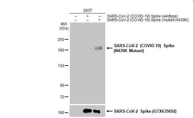Non-transfected (–) and transfected (+) 293T whole cell extracts (30 μg) were separated by 5% SDS-PAGE, and the membrane was blotted with SARS-CoV-2 (COVID-19) Spike (N439K Mutant) antibody (GTX135961) diluted at 1:5000. The HRP-conjugated anti-rabbit IgG antibody (GTX213110-01) was used to detect the primary antibody.