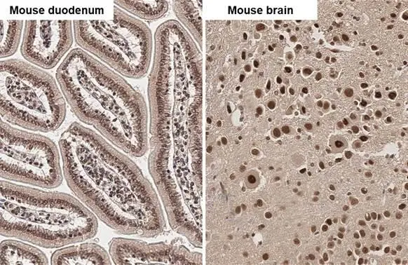 hnRNP G antibody detects hnRNP G protein by immunohistochemical analysis. Sample: Paraffin-embedded mouse tissues. hnRNP G stained by hnRNP G antibody (GTX135993) diluted at 1:500. Antigen Retrieval: Citrate buffer, pH 6.0, 15 min