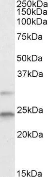 WB analysis of HEK293 lysate using GTX13615 MAD2L1 antibody,C-term. Dilution : 2ug/ml Loading : 35ug protein in RIPA buffer