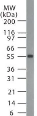 WB analysis of HeLa cell lysate using GTX13648 MBD1 antibody.